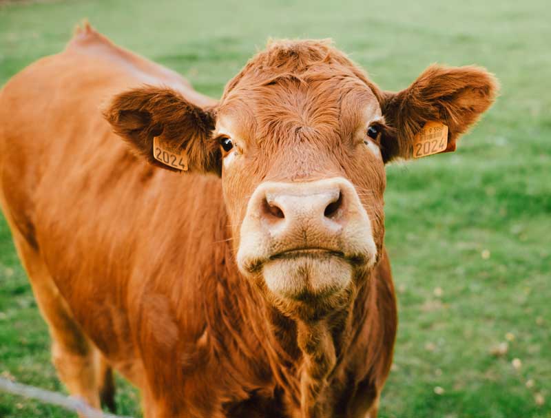 Close up of a ginger haired beef cattle