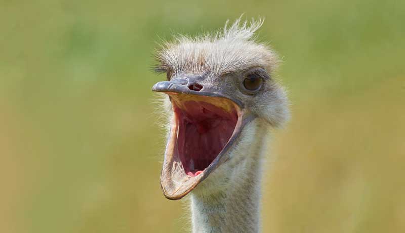 Closeup of an ostrich with its mouth opened as if it is surprised.